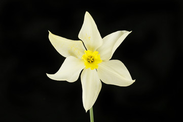 Fototapeta premium White daffodil against black