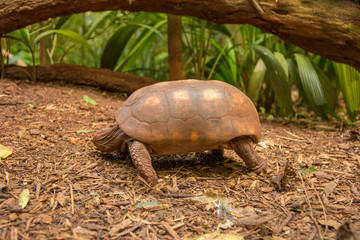 Obraz premium Tartaruga