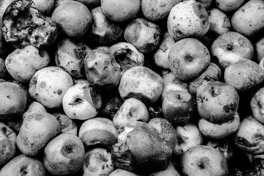 Voil&agrave; des pommes laiss&eacute;es sur le sol alors que....
Voila une image qui me rappelle d'autres clich&eacute;s sur la b&ecirc;tise humaine, &eacute;trange sentiment....