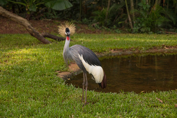 Heron