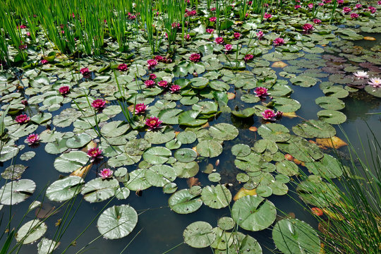 seerosen auf einem weiher
