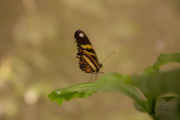 Borboleta