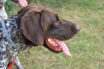 German Shorthaired Pointer male