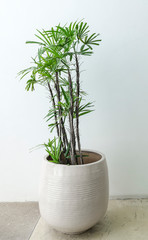 green plant in white modern pot