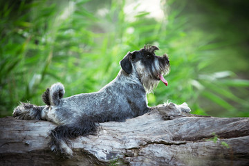 Dog, puppy, cute puppy, schnauzer, mittelschnauzer, german dog, schnauzer puppy, cute schnauzers, small dog, portrait of a dog, photograph of dogs - 345366535
