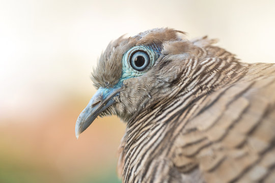 Macro shot of the Zebra dove (Geopelia striata) also known as barred ground dove, is a bird of the dove family against a nature background. - Powered by Adobe