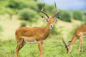 A male common Impala ram (Aepyceros melampus) with large horns standing in open grassland, Kenya East Africa