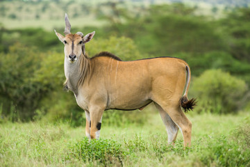 Bull common eland (Taurotragus oryx) with deformed horn standing in open grassland, Kenya, East...