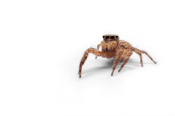 Close up of the Jumping spiders isolate on white background. Front view of The Salticidae in studio.