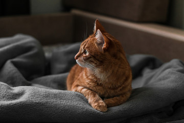 blanket house ginger red cat resting on a gray plaid, cozy picture of life, scandinavian hygge