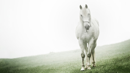 White horse - 345366980