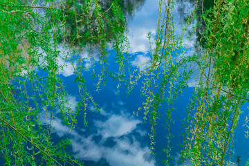 idyllic ecology nature scenic view concept of clear weather summer June day time with green foliage of trees above calm lake water surface with sky reflection copy space