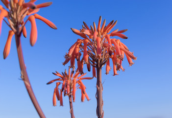 Aloe mudenensis orange flower close-up outdoors