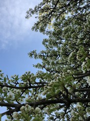 tree branches against blue sky