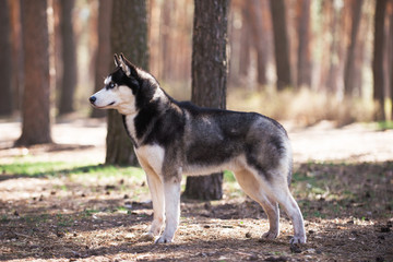 Naklejka premium Dog, puppy, cute puppy, Husky, husky puppy, cute husky, small dog, dog portrait, dog picture, Husky male, beautiful Husky, Husky breed, Alaskan Husky
