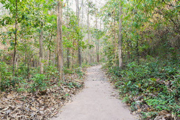 Jungle forest with walking path nature in Namtok Samlan National Park. Beautiful nature at Saraburi province Thailand
