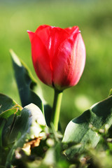 Naklejka premium red tulip in garden