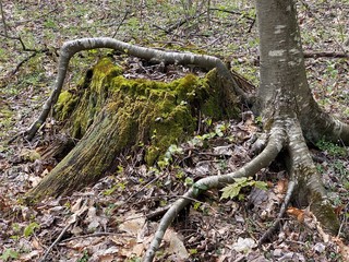 Tree roots have been grown over a dead stump