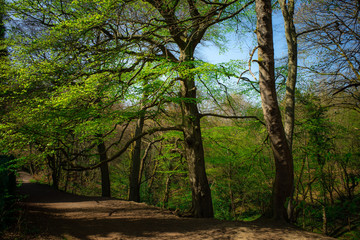 Beech Woodland Scene