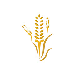 Agriculture wheat logo or symbol icon design illustration