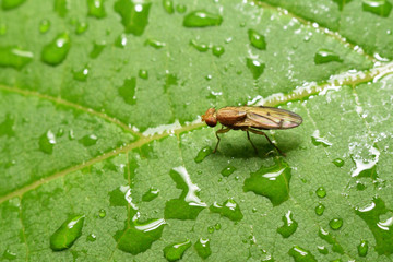 nature macro wildlife insect animal green wild background