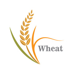 Agriculture wheat logo or symbol icon design illustration