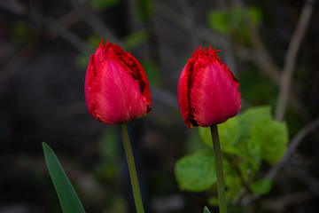 Tulips