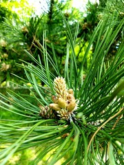 Young green pine cone. Pine cone. Beautiful pine cone close-up on a background of green needles. 