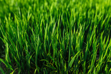 Fototapeta na wymiar green grass on green background. Green field