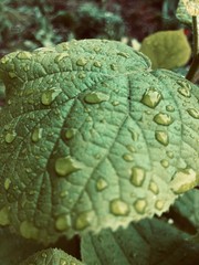 water drops on a leaf