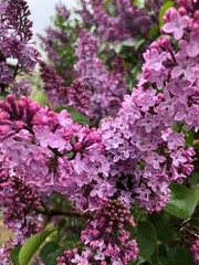 pink and white lilac