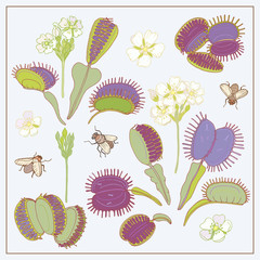 Dionaea muscipula hand draw vector set