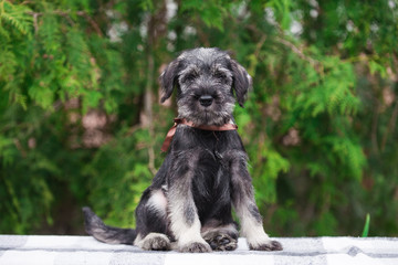 Dog, puppy, cute puppy, schnauzer, mittelschnauzer, german dog, schnauzer puppy, cute schnauzers, small dog, portrait of a dog, photograph of dogs - 345368534