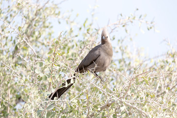 go away bird on a bush