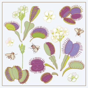 Dionaea muscipula hand draw vector set