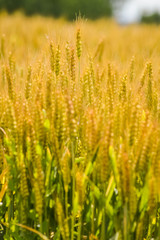 Fototapeta premium golden wheat field background