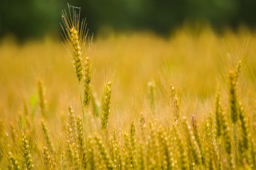 golden wheat field background
