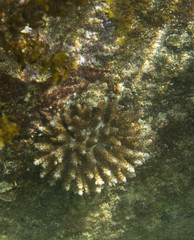 Naklejka na ściany i meble Bleaching corals in Seychelles
