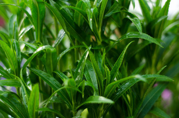 Obraz premium green grass in the wind