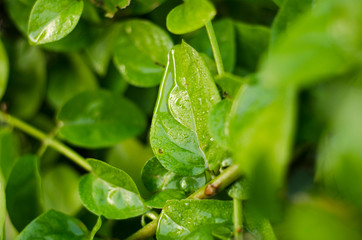 Fototapeta na wymiar green leaf with water drops