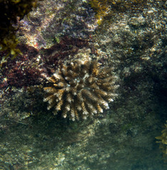 Naklejka na ściany i meble Bleaching corals in Seychelles