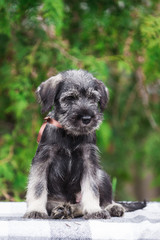 Dog, puppy, cute puppy, schnauzer, mittelschnauzer, german dog, schnauzer puppy, cute schnauzers, small dog, portrait of a dog, photograph of dogs