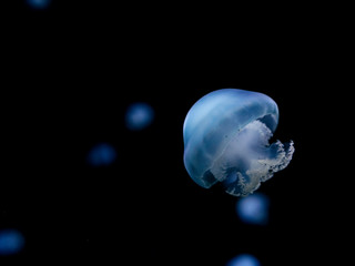 Dancing jellyfish in the darkness of the aquarium