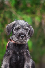 Dog, puppy, cute puppy, schnauzer, mittelschnauzer, german dog, schnauzer puppy, cute schnauzers, small dog, portrait of a dog, photograph of dogs