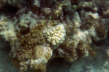 Bleaching corals in Seychelles