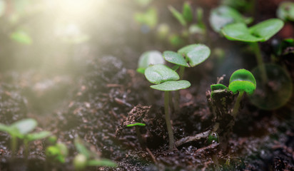 Group of green sprouts growing out from soil