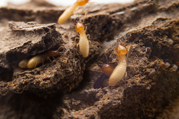 Group of the small termite on decaying timber. The termite on the ground is searching for food to feed the larvae in the cavity.