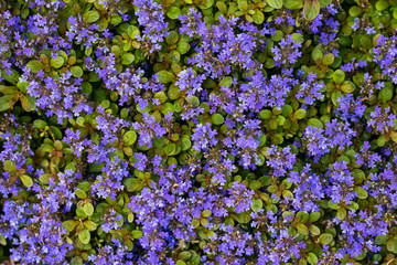Fototapeta premium Purple flower texture pattern. 