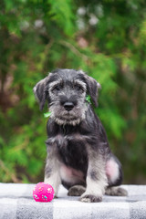 Dog, puppy, cute puppy, schnauzer, mittelschnauzer, german dog, schnauzer puppy, cute schnauzers, small dog, portrait of a dog, photograph of dogs