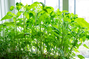 Young tomato seedlings in pots on window. Sprouts green plant and home gardening.